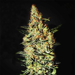Neville's Haze Photo Fem-0
