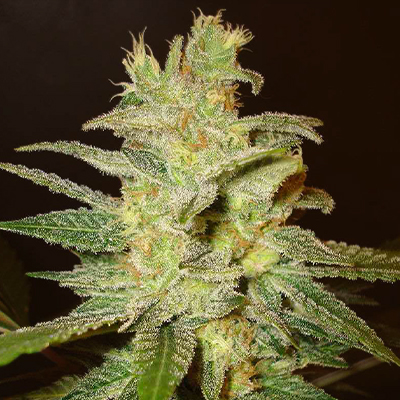 Northern Big Bud Auto Fem-0