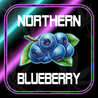 Northern Blueberry Auto Fem-3974