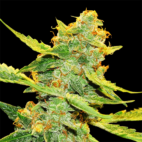 Northern Haze Auto Fem-0