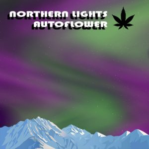 Northern Lights Auto Fem-2893