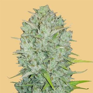 Northern Lights Auto Fem-2892