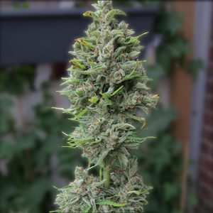 Northen Light F1 Auto Fem-1641