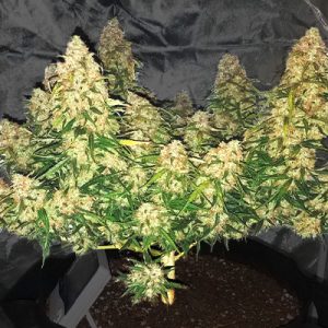 Northen Light F1 Auto Fem-1642