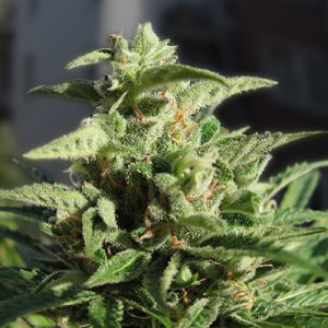 Northen Light F1 Auto Fem-1640