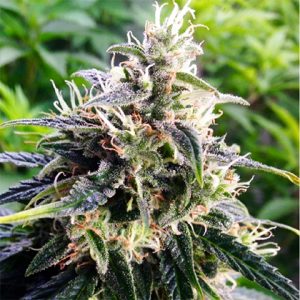 Northern Lights Photo Reg-0