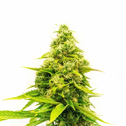 Northern Skunk Fast Photo Fem-0