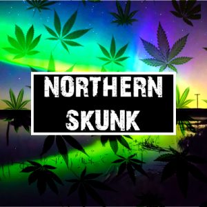 Northern Skunk Photo Fem-3254