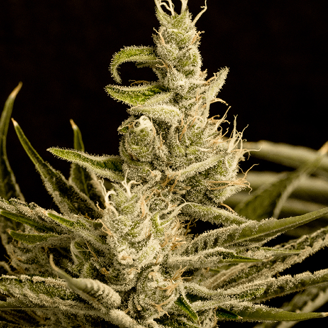 Northern Skunk Photo Fem-0