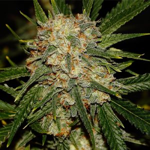Nova OG Photo Fem-0