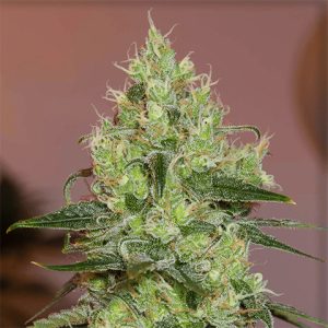 OG Amnesia Photo Fem-0