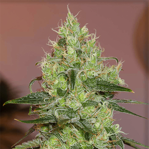 OG Amnesia Photo Fem-0