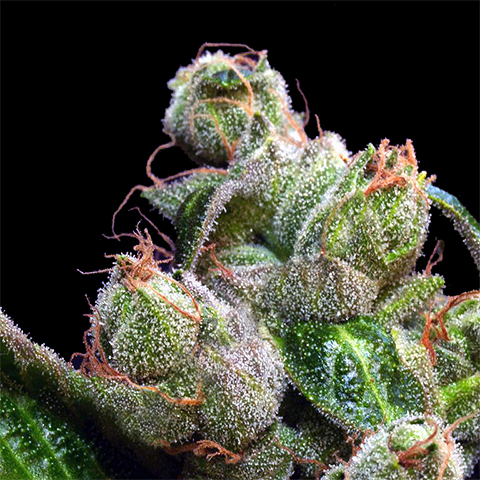 OG Diesel Photo Fem-0