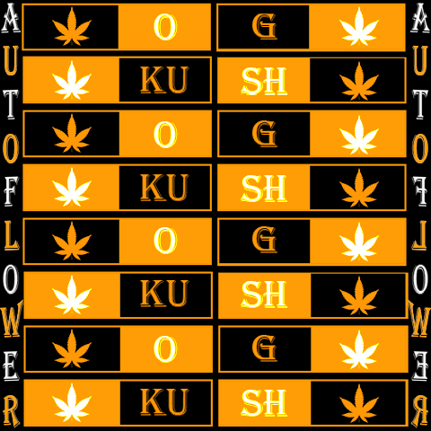 OG Kush Auto Fem-3933