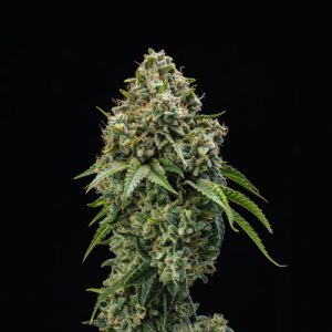 OG Kush Photo Fem-2821