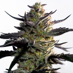 OG Mazar Photo Fem-0