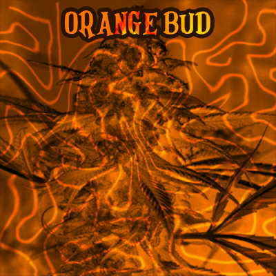 Orange Bud Photo Fem-2977