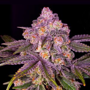 Orange Cake Photo Fem-0
