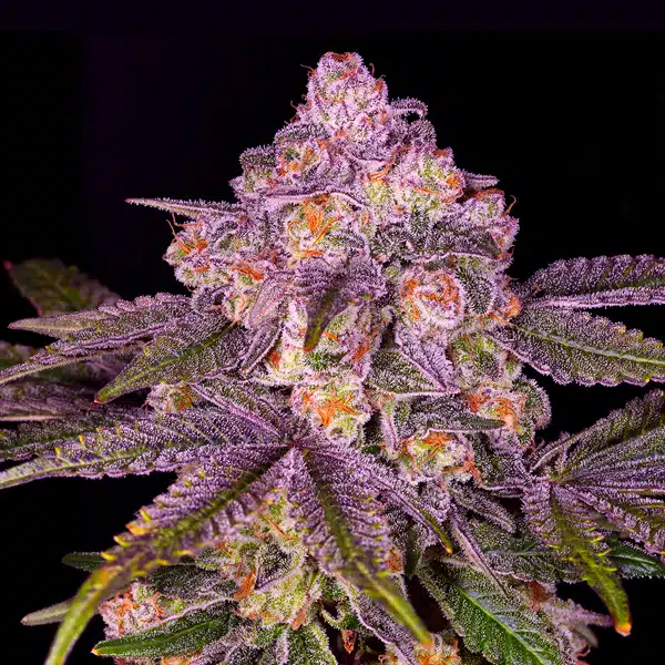 Orange Cake Seeds