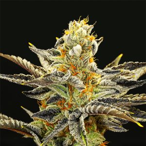 Orange Cookies Photo Fem-0