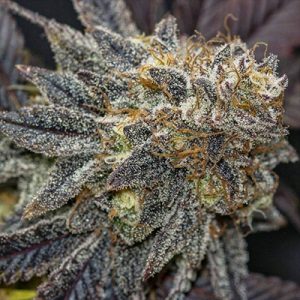 Orange Kush Photo Fem-3765