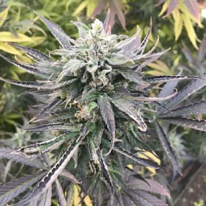 Orange Kush Photo Fem-0