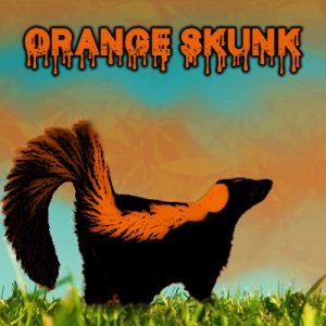 Orange Skunk Photo Fem-3288
