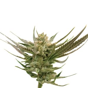 Orange Skunk Photo Fem-0