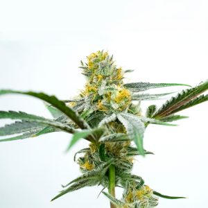 Oregon Peach Photo Fem-0