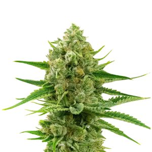 Oregon Underdawg Photo Fem-0