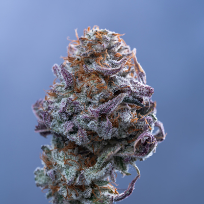 Oh-Are-Ee-Oz Photo Fem-2099