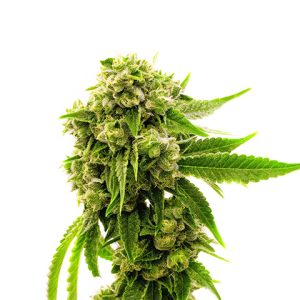 Original Cheese Photo Fem-0