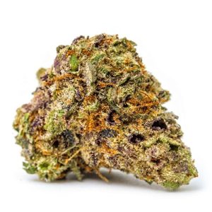 Original Glue Photo Fem-2132