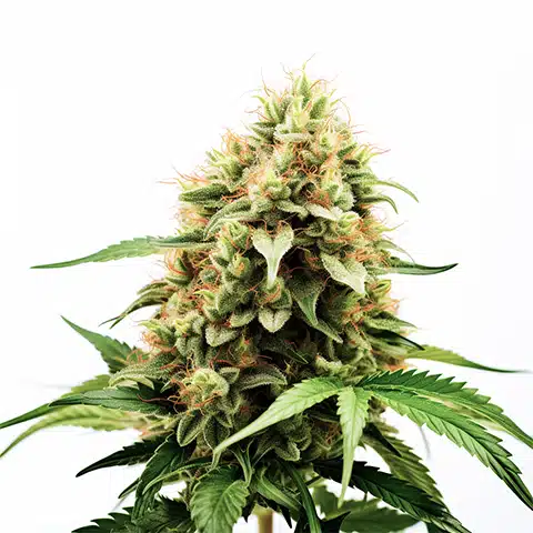 Original Lemon Pie Feminized Seeds