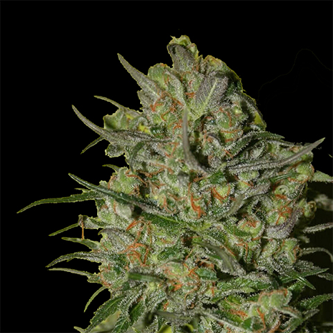 Papas Candy Photo Reg-0