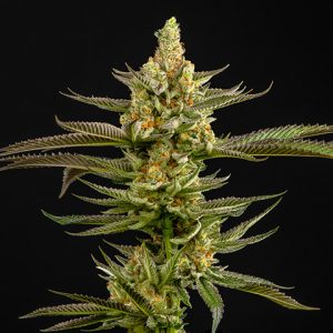 Peanut Butter Breath Photo Fem-0