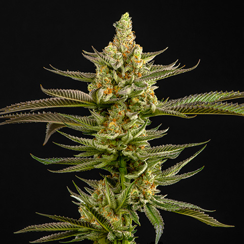 Peanut Butter Breath Photo Fem-0