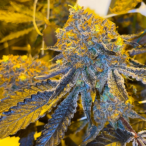 Permanent Marker Photo Fem-0