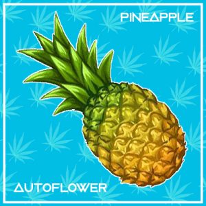 Pineapple Auto Fem-3940