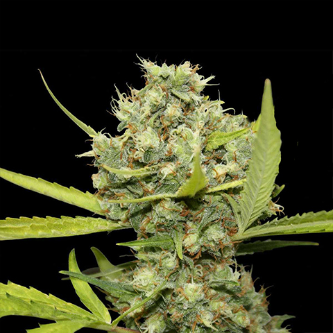 Pineapple Chunk Photo Fem-0