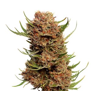 Pineapple Kush Photo Fem-0