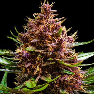 Pink Berry Banana Rozay Auto Fem-0