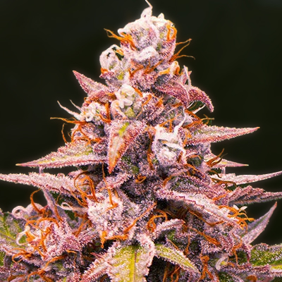 Pink Gelato Rozay Auto Fem-0