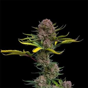 Pink Primate Photo Fem-0