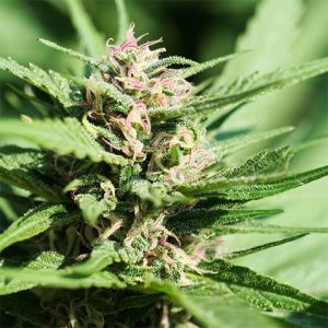 Pink Plant Photo Fem-0