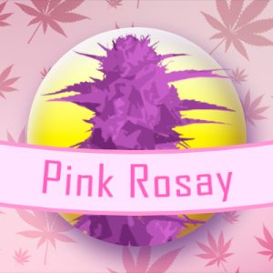 Pink Rosay Auto Fem-1548