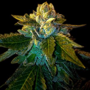 Platinum OG Photo Fem-2111