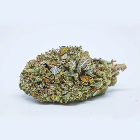 Platinum Bubba Photo Fem-1973