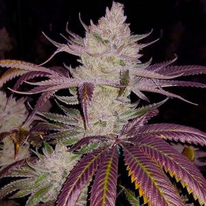 Platinum Cookies Photo Fem-0