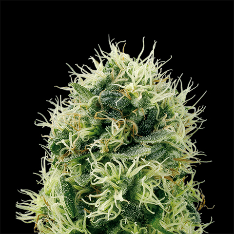 Power Plant Photo Fem-0